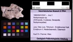 Foto (Objekt + Etiketten) von Nodoprosopon sp. (NHMW-GEO-1990-0041-0341)